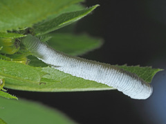 Tenthredo rubricoxis