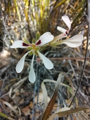 Pelargonium trifoliolatum