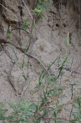 Tragopogon songoricus