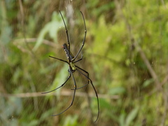 Nephila pilipes