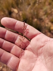 Pelargonium trifoliolatum