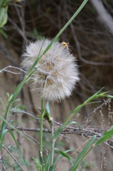 Tragopogon songoricus