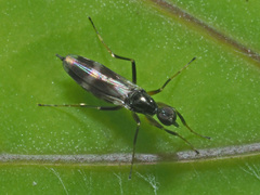 Tachydromiinae