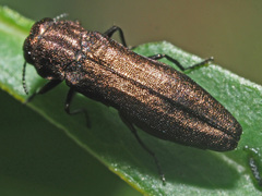 Agrilus integerrimus
