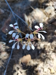 Pelargonium trifoliolatum