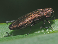 Agrilus integerrimus