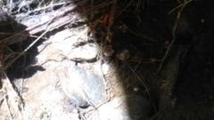 Nepoidea