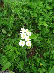 Anemonastrum fasciculatum