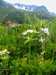 Anemonastrum fasciculatum