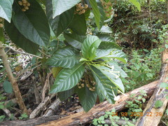 Blepharidium guatemalense