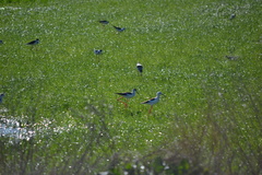 Himantopus himantopus