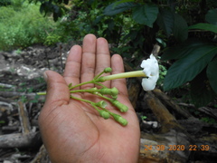 Blepharidium guatemalense