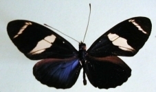Heliconius sara fulgidus