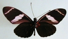 Heliconius sara fulgidus