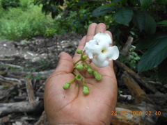 Blepharidium guatemalense