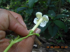 Blepharidium guatemalense