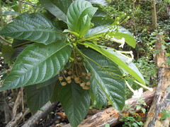 Blepharidium guatemalense