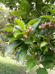 Blepharidium guatemalense