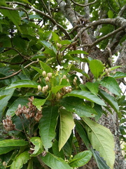 Blepharidium guatemalense