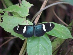 Heliconius sara fulgidus
