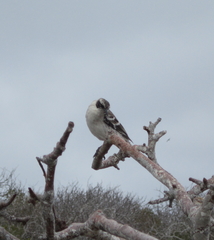 Mimus parvulus bauri