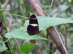 Heliconius sara fulgidus