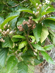 Blepharidium guatemalense