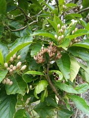 Blepharidium guatemalense