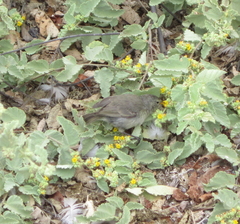 Certhidea fusca