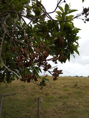 Blepharidium guatemalense