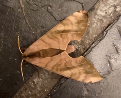 Pseudoclanis postica