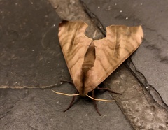 Pseudoclanis postica