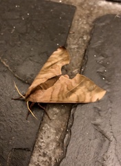 Pseudoclanis postica