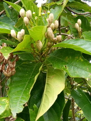 Blepharidium guatemalense