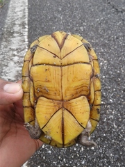 Kinosternon scorpioides