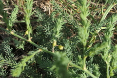 Asparagus prostratus