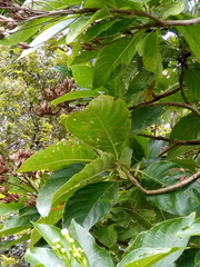 Blepharidium guatemalense