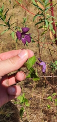 Clematis viticella