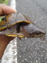 Kinosternon scorpioides