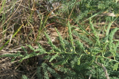 Asparagus prostratus