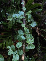 Cissus obovata