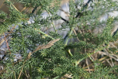 Asparagus prostratus