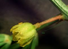 Asparagus prostratus