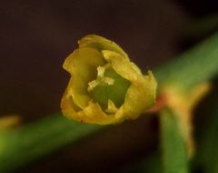 Asparagus prostratus