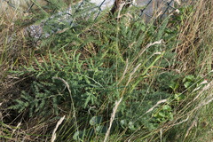 Asparagus prostratus