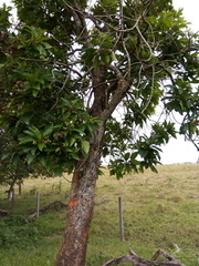 Blepharidium guatemalense