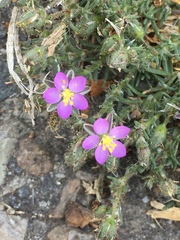 Spergularia macrotheca