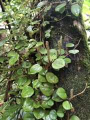 Peperomia serpens