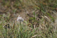 Allium ericetorum