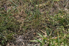 Allium ericetorum
